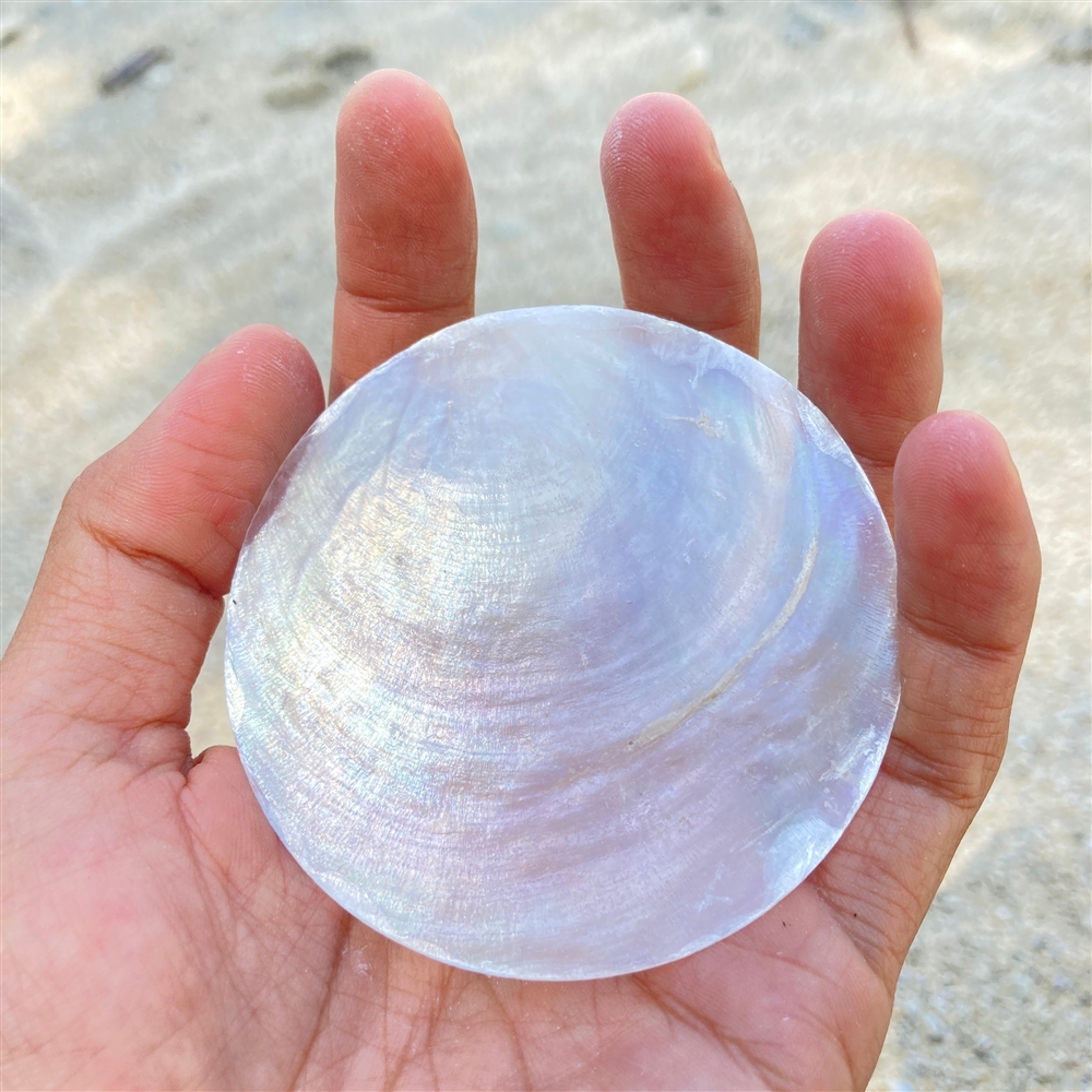 Luce da tè conchiglia di loto capiz blu