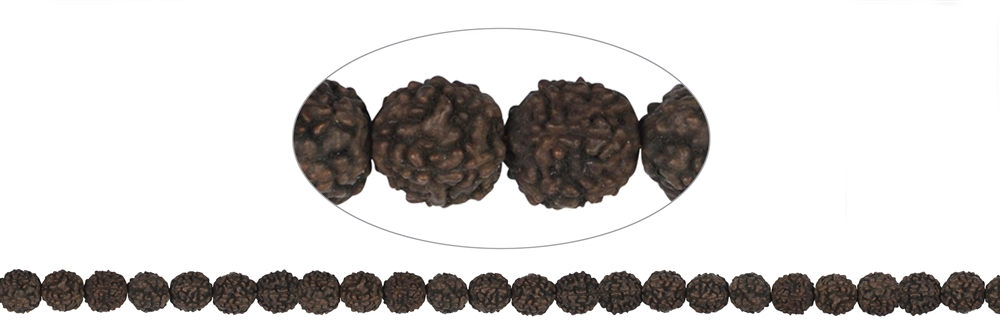 Strand of beads, Rudraksha (black/dark brown), 08mm