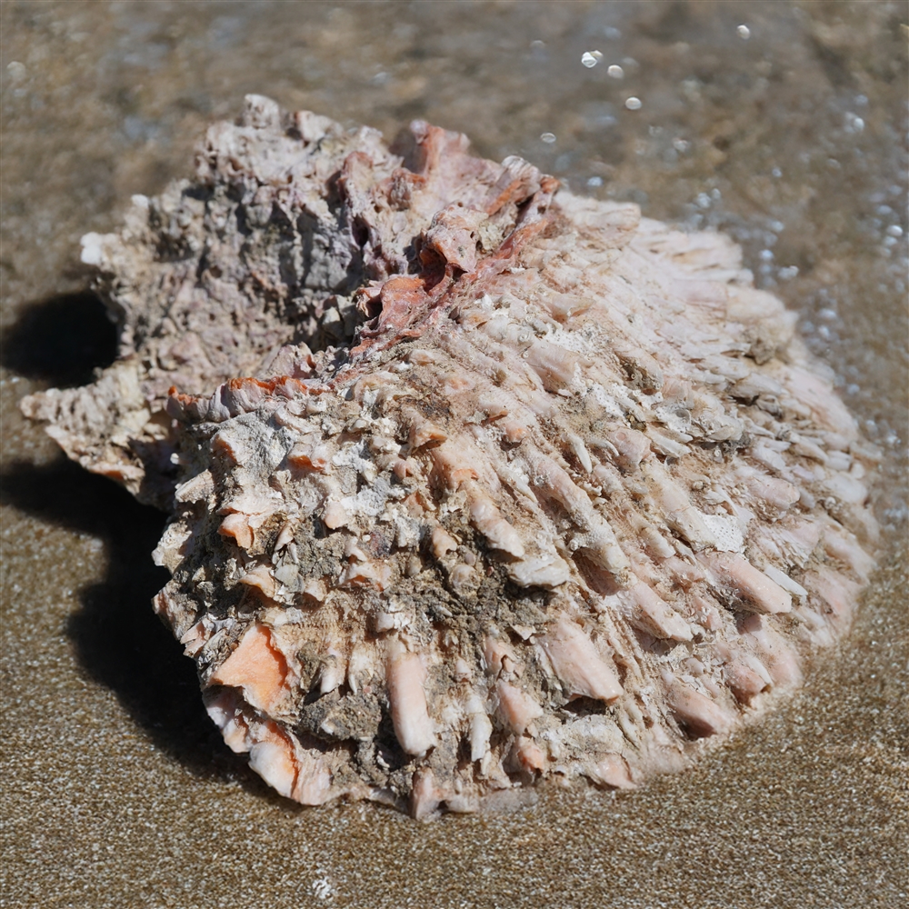 Filo di bottoni, Spiny Oyster, 2,5 x 4 mm | grossista gemme e pietre curative