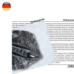 1560102000 Mineralienkarte Orthoceras (VE mit 10 Stück) | Edelsteine, Heilsteine & Schmuck