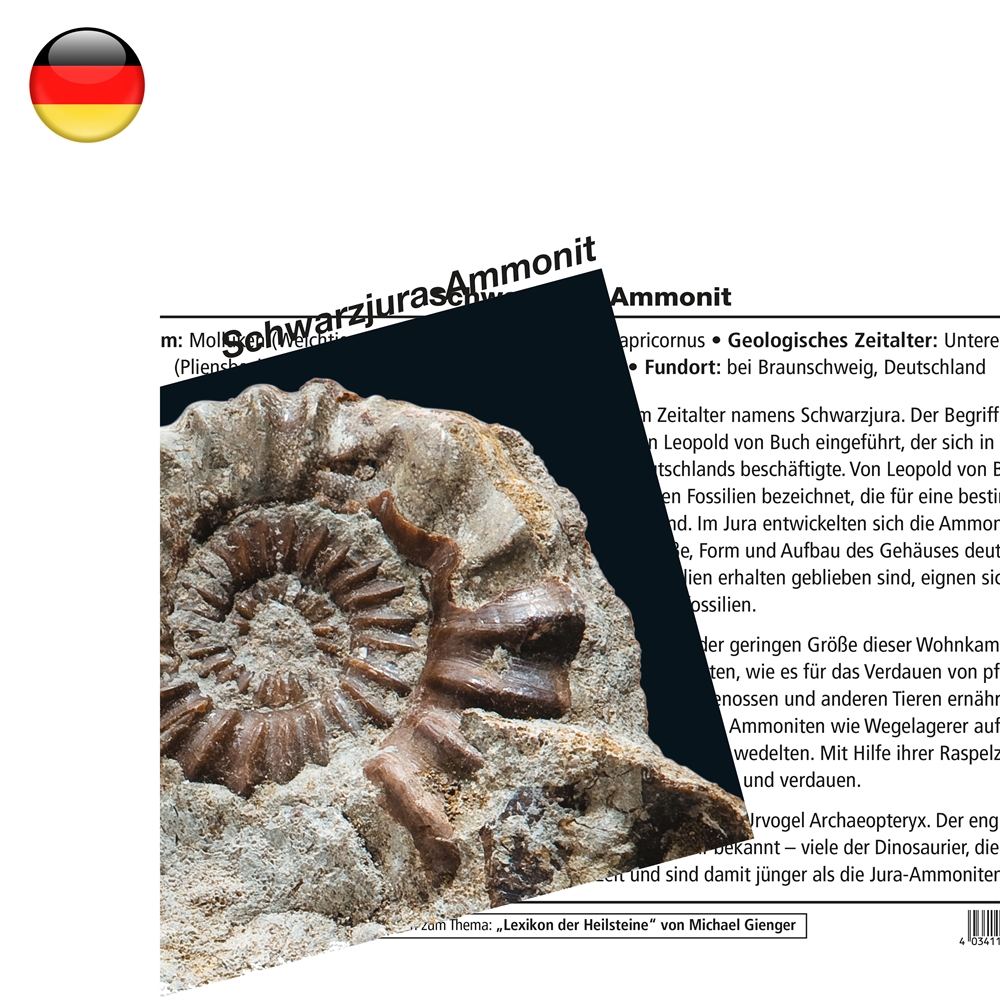 Scheda minerale Ammonite nera Giurassico (PU con 10 pezzi)