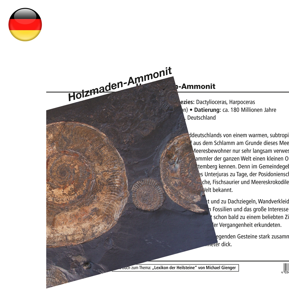 Mineralienkarte Ammonit Holzmaden  (VE mit 10 Stück)