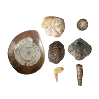 Pacchetto con 6 set da collezione di gemme, fossili e minerali