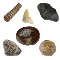 Confezione da 24 scatole di fossili e minerali con lente d'ingrandimento
