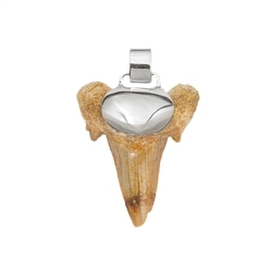 242005100004 Pendant shark tooth, 4,0cm | minerals wholesale - gems, healing stones & jewelry