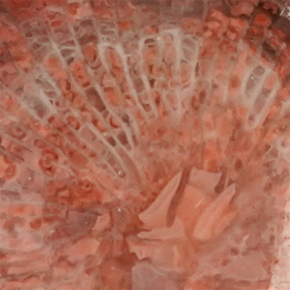 Ciondolo, corallo (11 x 9 mm), 2,0 cm, rodiato