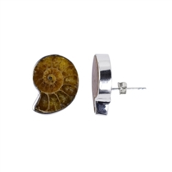 244005190031 Earstuds ammonites, 2,0cm | Schreier - wholesaler gems, healing stones & jewelry