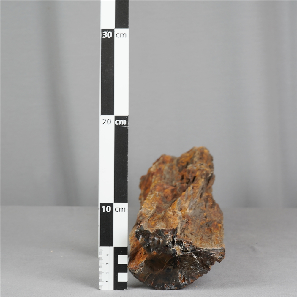 Anschliff versteinertes Holz, 08 x 11cm, Unikat 005