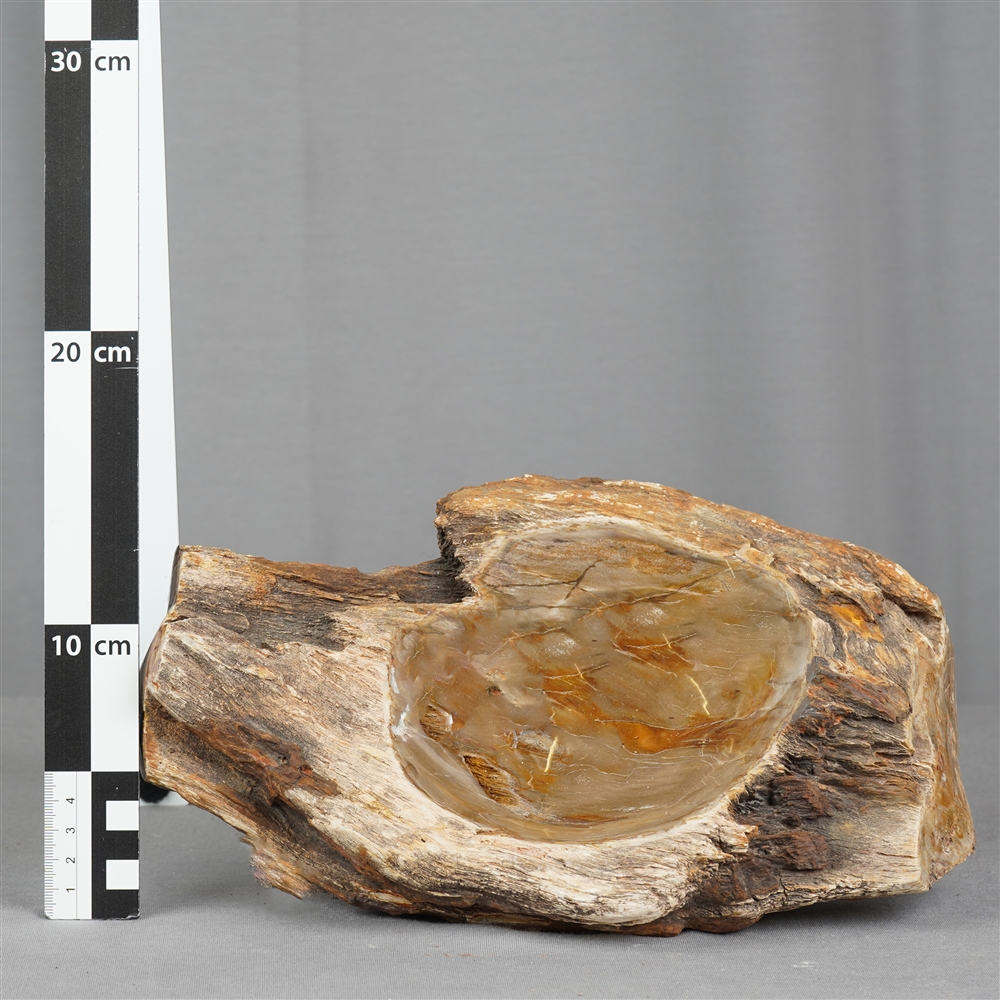 Petrified wood bowl, 17 x 26 cm, unique 008