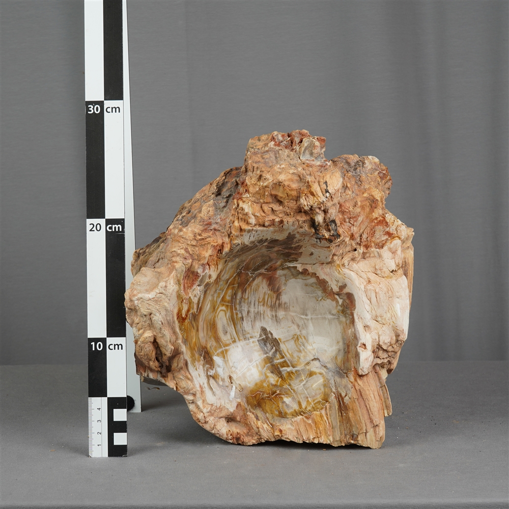 Petrified Wood bowl, 23 x 24 cm, unique piece 020