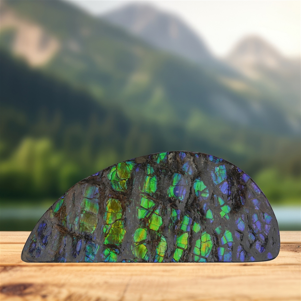 Pièces polies d'un côté en Ammolite 144, 8,0cm