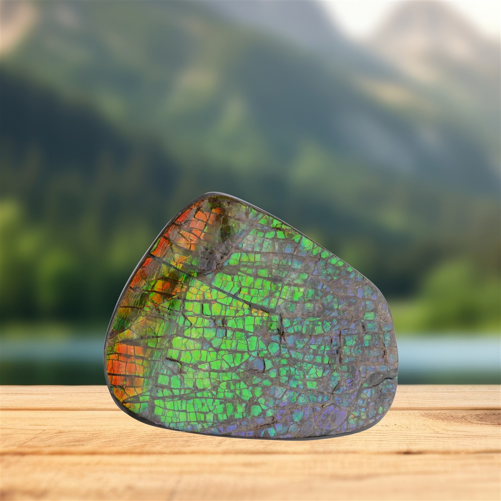 Pièces polies d'un côté en Ammolite 146, 6,0cm