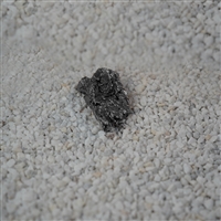 Meteorit (Campo del Cielo) Unikat 057, 5,2cm