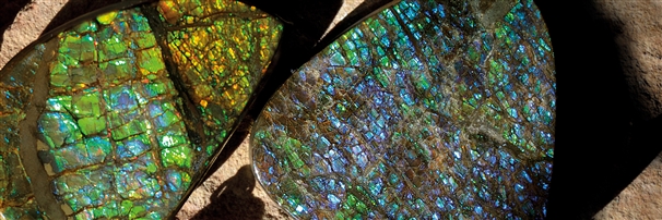 Ammolite | Marco Schreier wholesale suppliers - gems, healing stones & jewelry