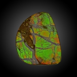 Ammolite polished pieces One of a kind | Schreier gems, healing stones & jewelry